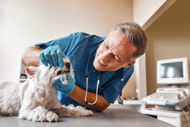 Best 24-Hour Emergency Dental Care in Terrell, TX